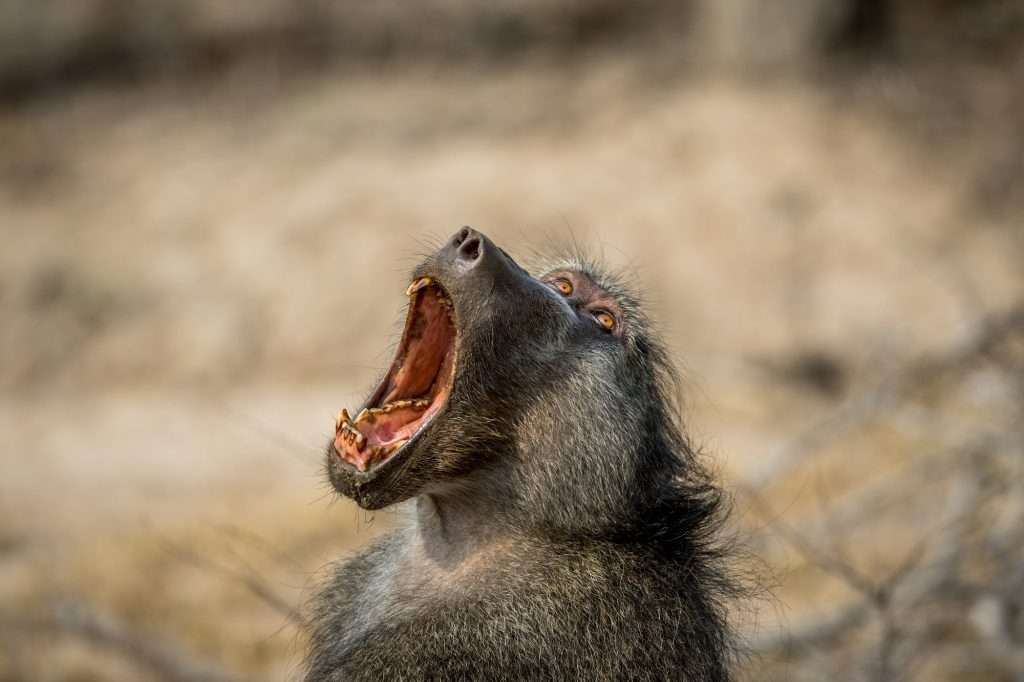 Chacma baboon yawning in the Kruger.